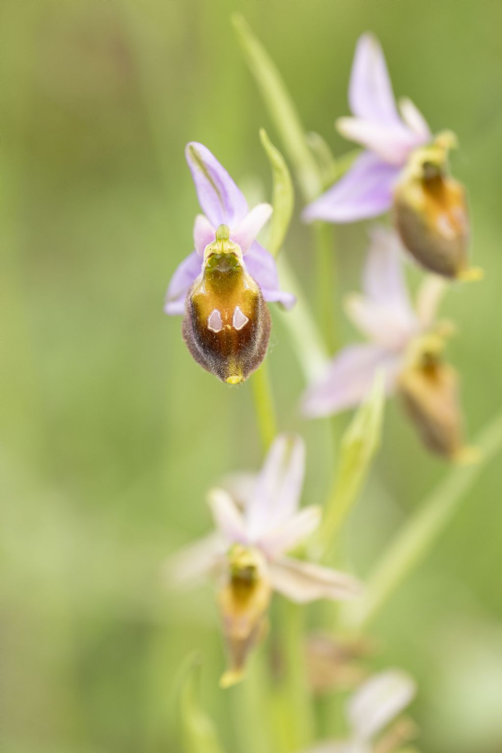 Ophrys carbronifera